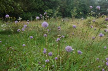 Succisa pratensis | Gemeiner Teufelsabbiss